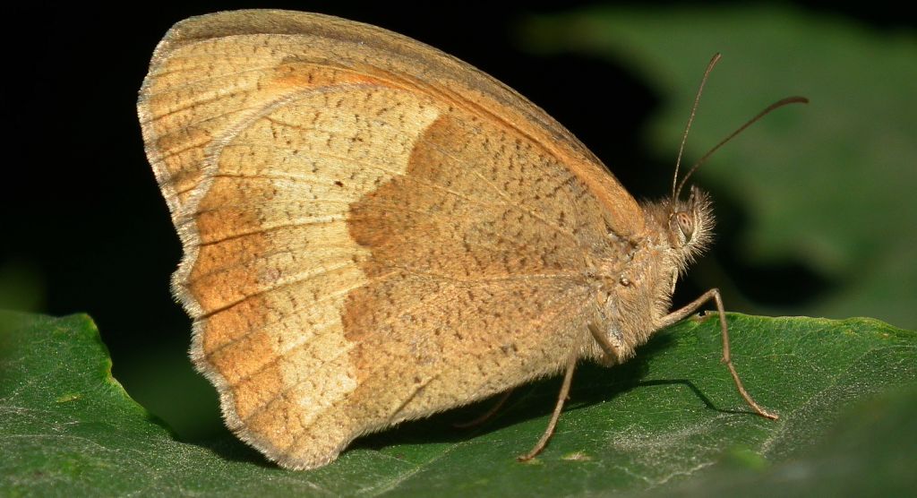 Przestrojnik jurtina (Maniola jurtina)