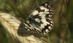 Polowiec szachownica (Melanargia galathea syn. Agapetes galathea)