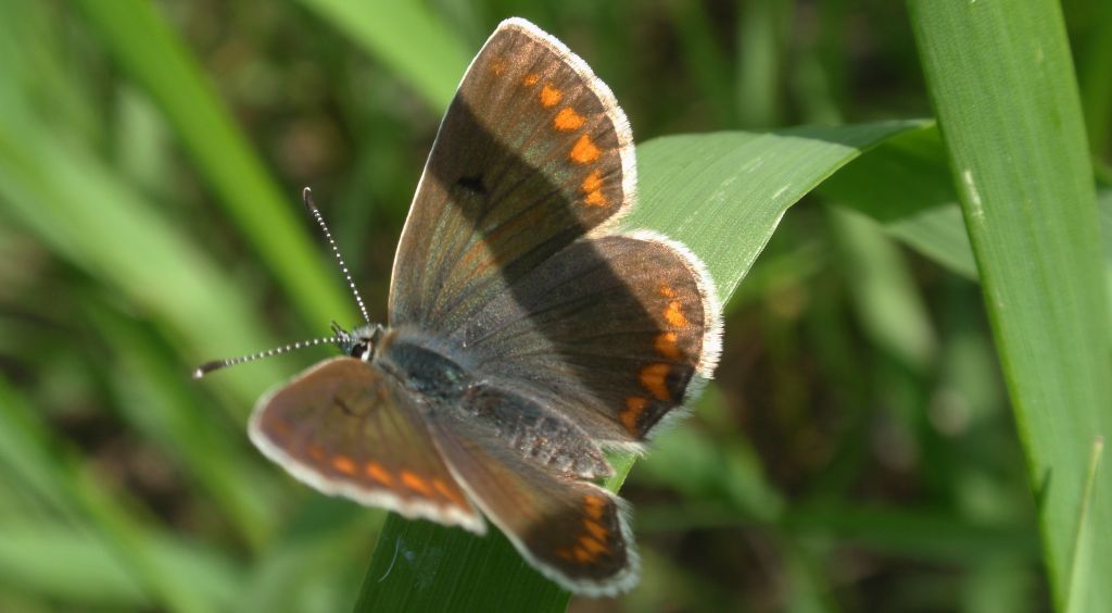 Modraszek agestis (Aricia agestis)