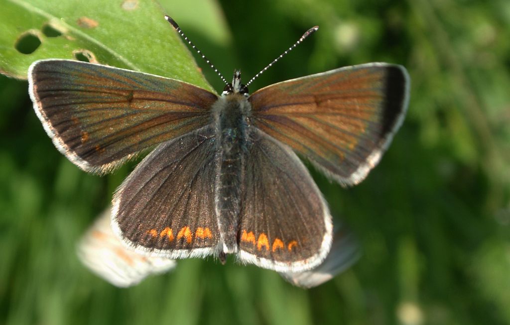 Modraszek agestis (Aricia agestis)