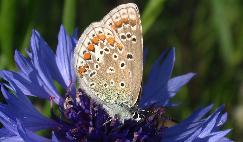 Modraszek ikar, mnogooczak ikar (Polyommatus icarus)