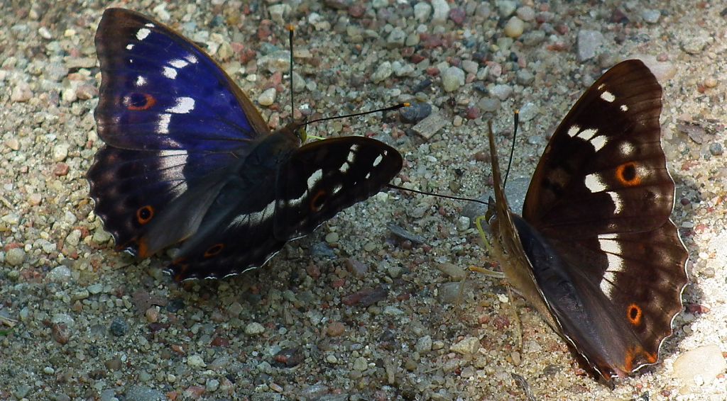 Mieniak strużnik (Apatura ilia)