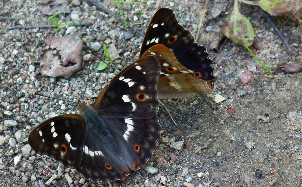 Mieniak strużnik (Apatura ilia)