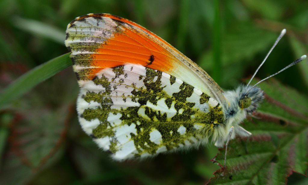 Zorzynek rzeżuchowiec (Anthocaris cardamines)