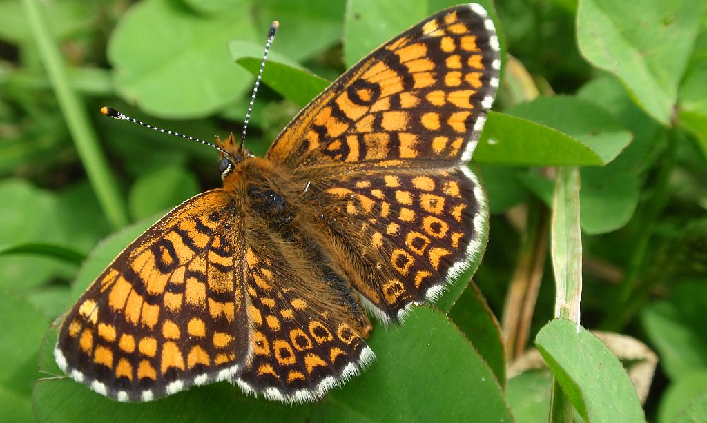 Przeplatka cinksia (Melitaea cinxia)