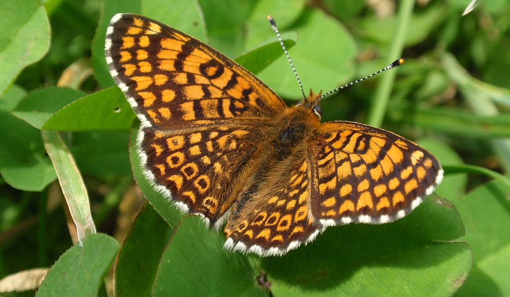 Przeplatka cinksia (Melitaea cinxia)