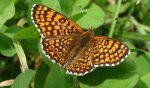 Przeplatka cinksia (Melitaea cinxia)
