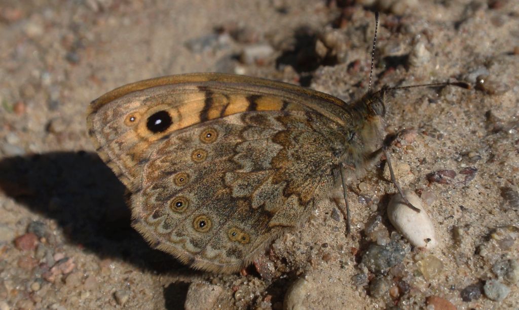 Osadnik megera (Lasiommata megera)