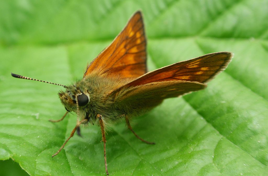Karłątek kniejnik (Ochlodes venatus)