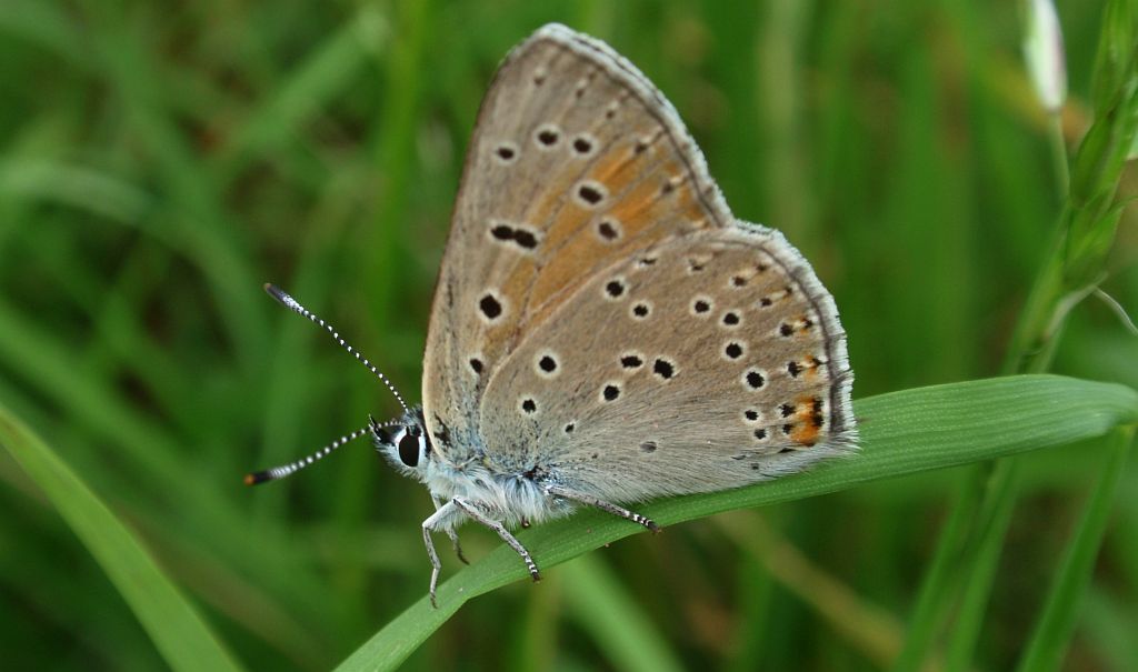 Czerwończyk płomieniec (Lycaena hippothoe)