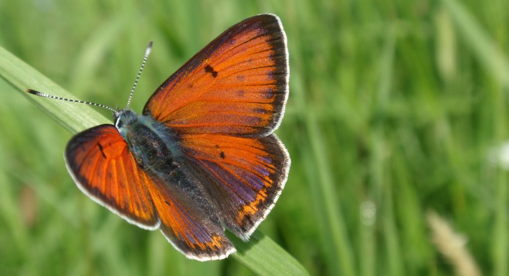 Czerwończyk płomieniec (Lycaena hippothoe)