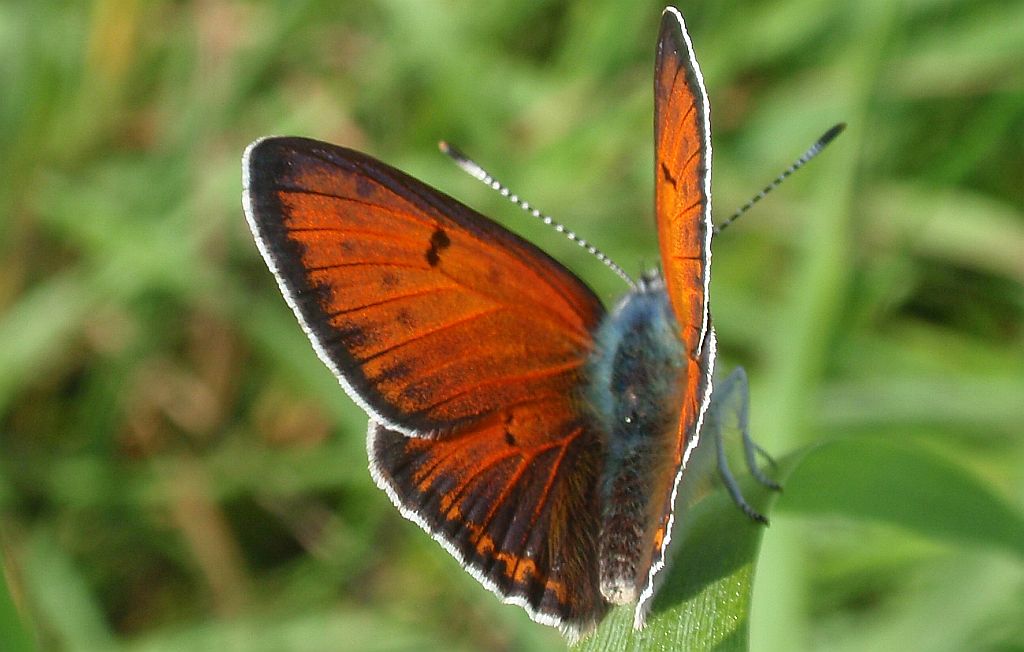 Czerwończyk płomieniec (Lycaena hippothoe)
