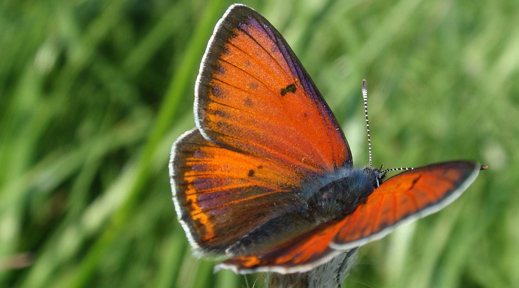 Czerwończyk płomieniec (Lycaena hippothoe)