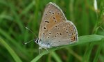 Czerwończyk płomieniec (Lycaena hippothoe)