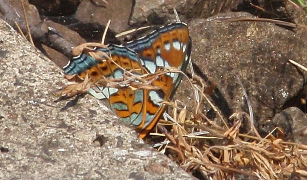 Pokłonnik osinowiec (Limenitis populi)