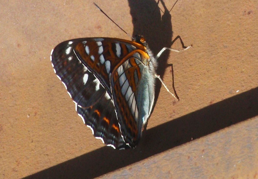 Pokłonnik osinowiec (Limenitis populi)
