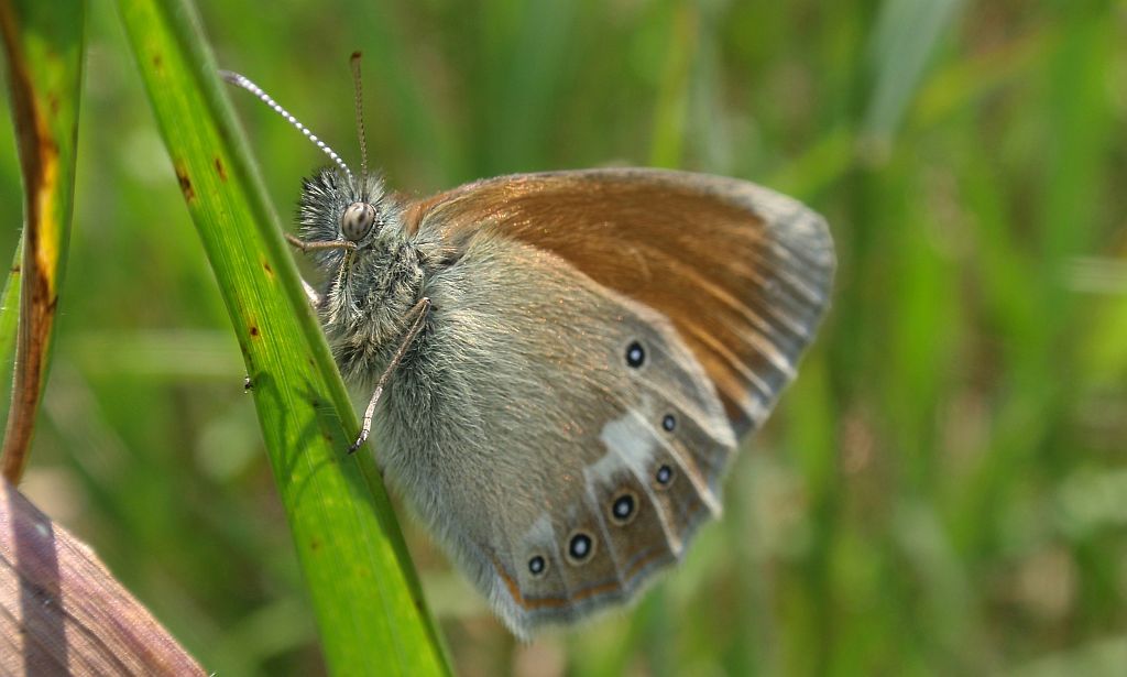 Strzępotek glicerion (Coenonympha glycerion)