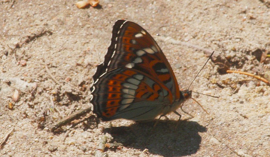 Pokłonnik osinowiec (Limenitis populi)