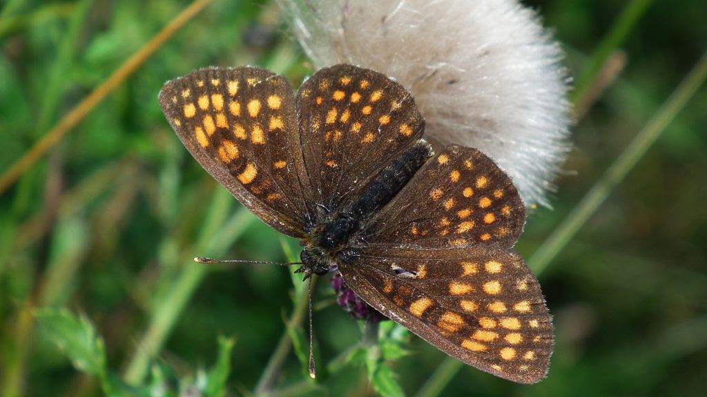 Przeplatka atalia (Melitaea athalia)