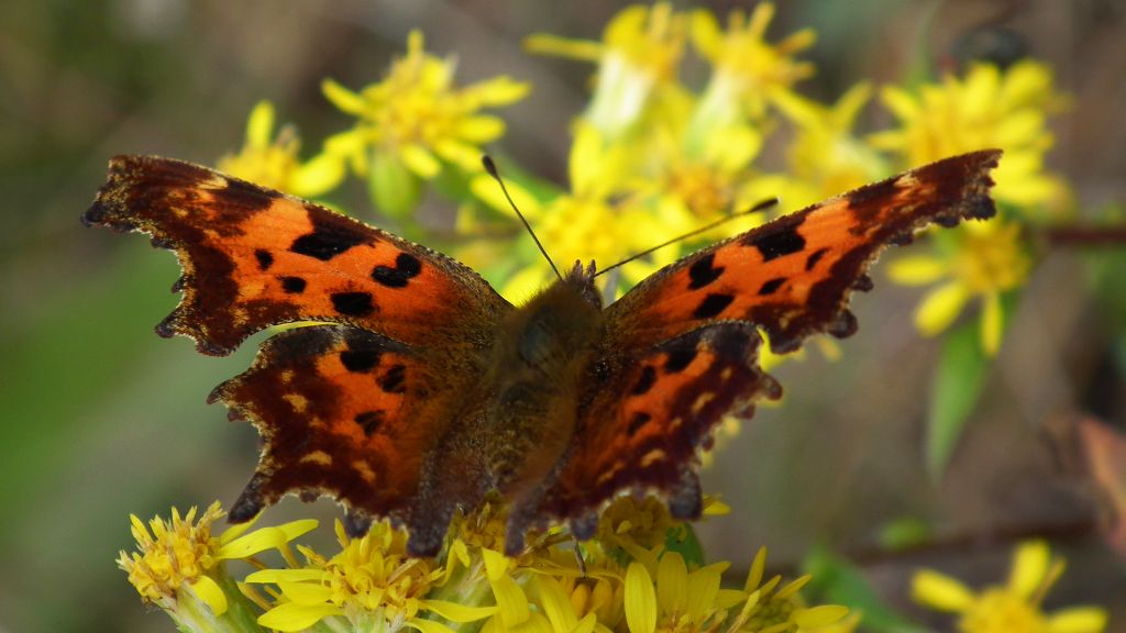 Rusałka ceik (Polygonia c-album)
