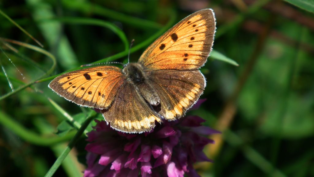 Czerwończyk nieparek (Lycaena dispar)