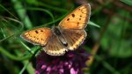 Czerwończyk nieparek (Lycaena dispar)