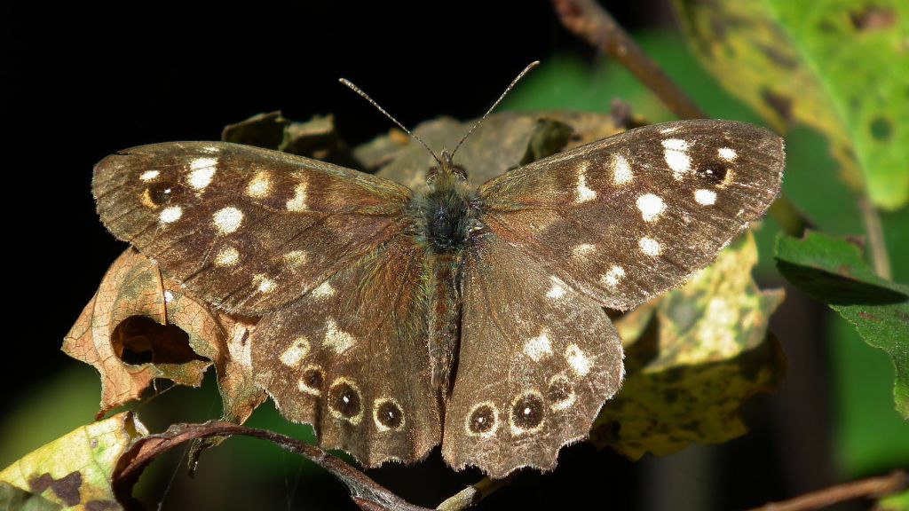 Osadnik egeria (Pararge aegeria)