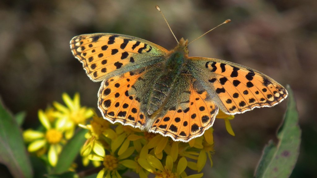 Dostojka latonia (Issoria lathonia)