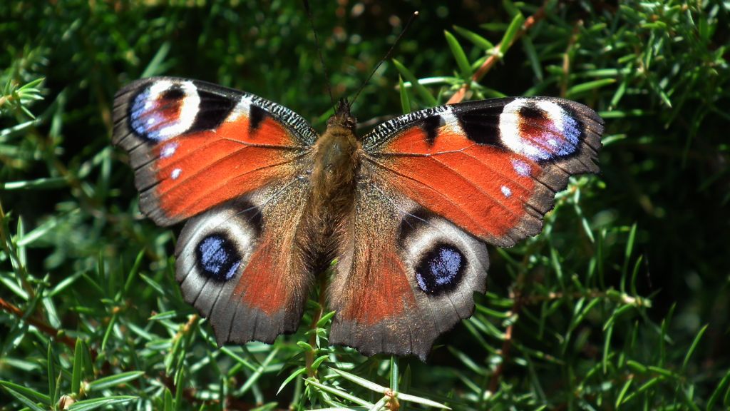 Rusałka pawik (Inachis io)