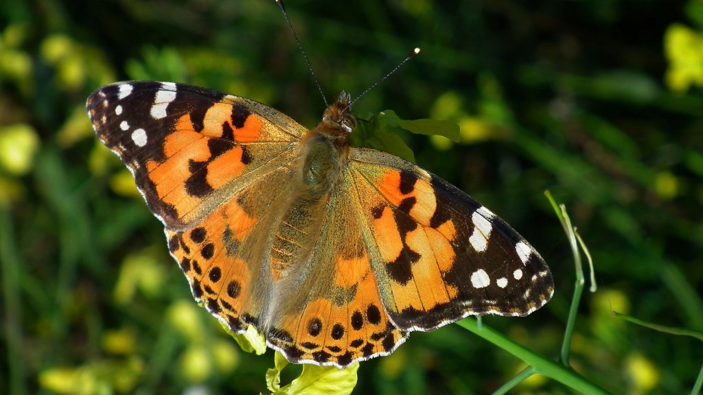 Rusałka osetnik  (Vanessa cardui)