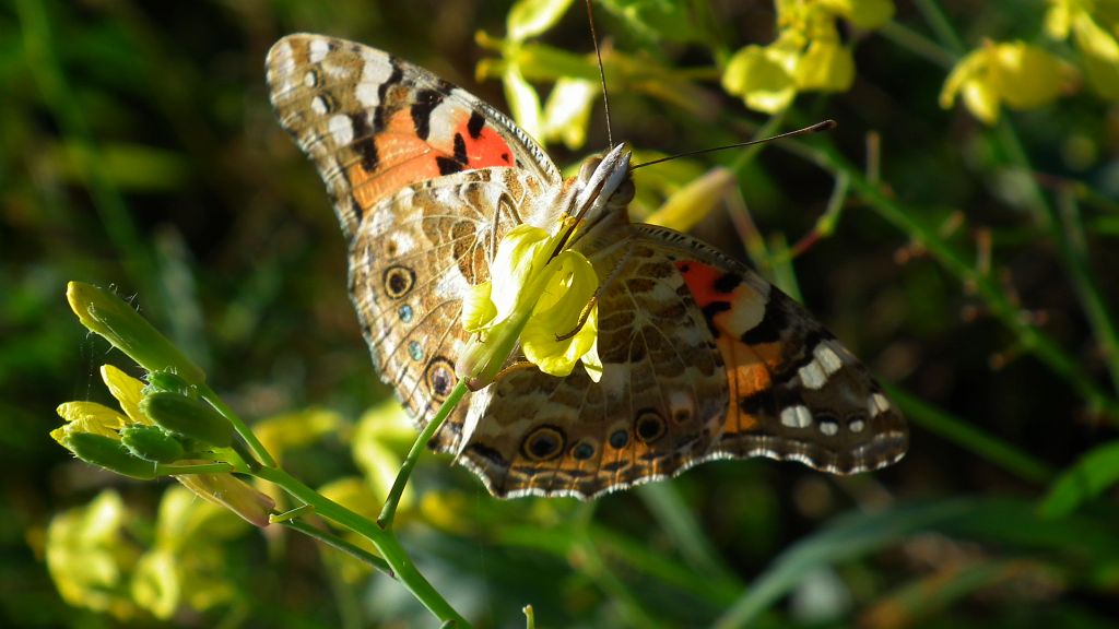 Rusałka osetnik  (Vanessa cardui)