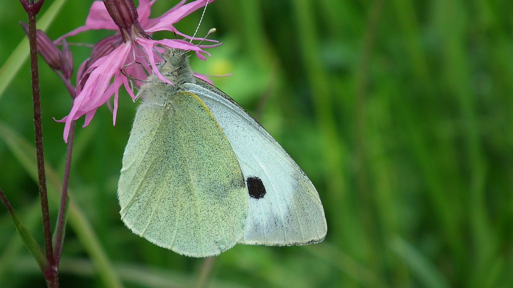 Bielinek kapustnik (Pieris brassicae)