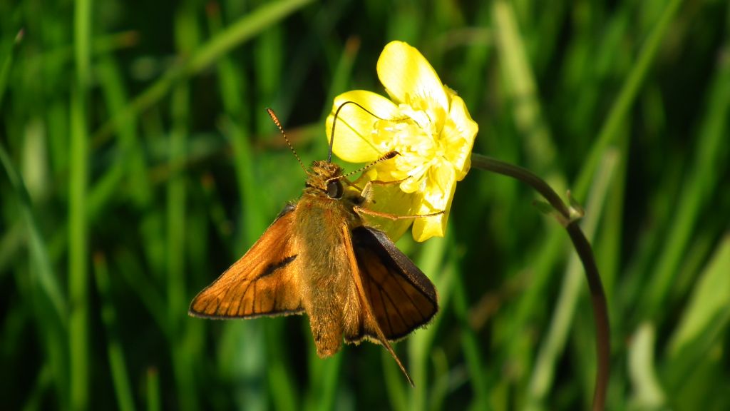 Karłątek kniejnik (Ochlodes venatus)