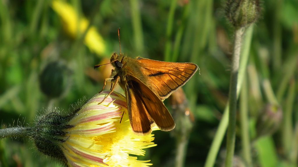 Karłątek kniejnik (Ochlodes venatus)