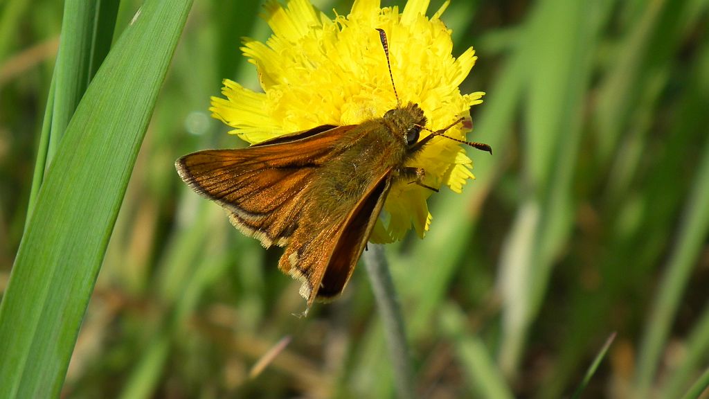 Karłątek kniejnik (Ochlodes venatus)