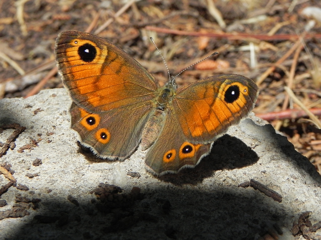 Osadnik kostrzewiec (Lasiommata maera)