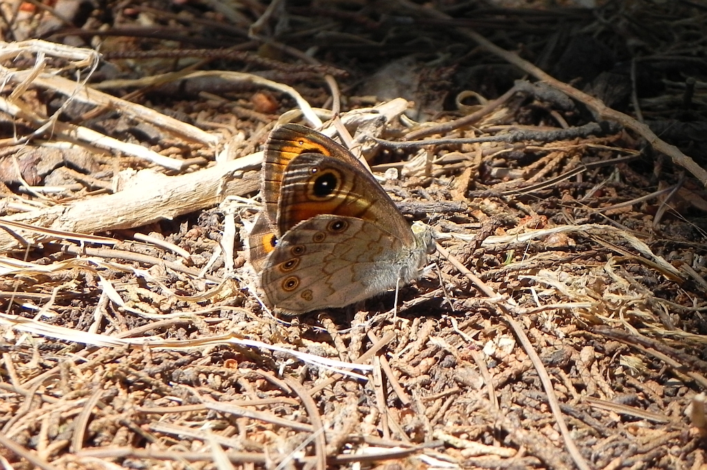 Osadnik kostrzewiec (Lasiommata maera)