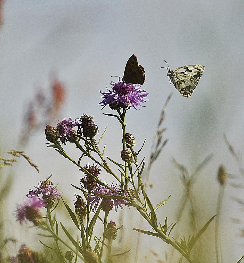 Przestrojnik jurtina (Maniola jurtina) i Polowiec szachownica (Melanargia galathea syn. Agapetes galathea) w locie