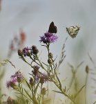 Przestrojnik jurtina (Maniola jurtina) i Polowiec szachownica (Melanargia galathea syn. Agapetes galathea) w locie