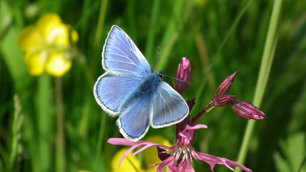 Modraszek ikar,mnogooczak ikar (Polyommatus icarus)