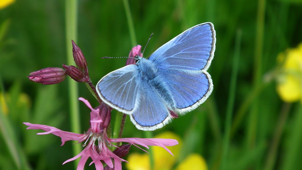 Modraszek ikar,mnogooczak ikar (Polyommatus icarus)