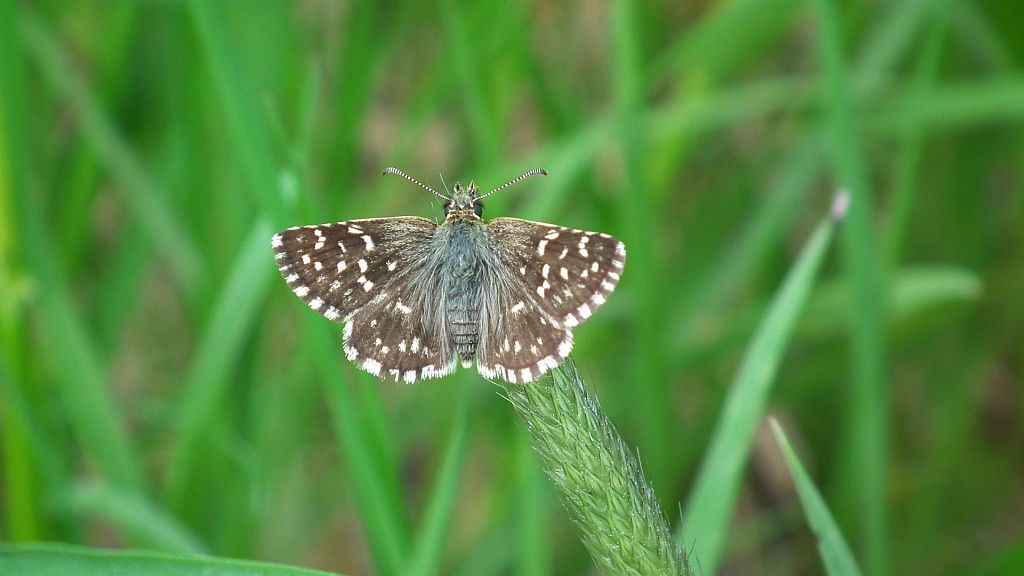 Powszelatek malwowiec (Pyrgus malvae)