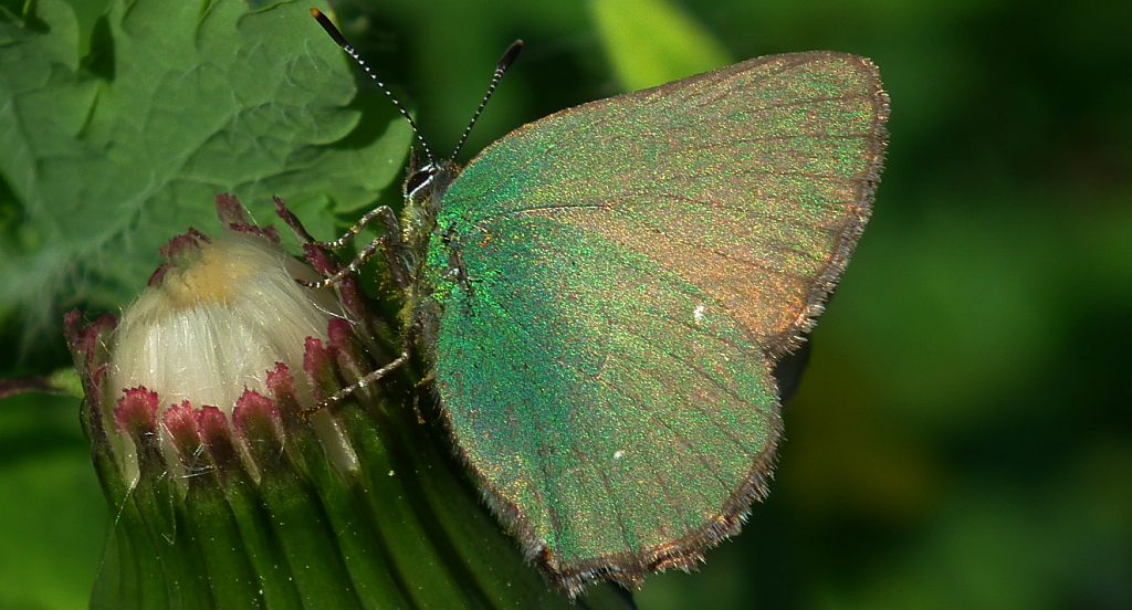 Zieleńczyk ostrężyniec (Callophrys rubi)