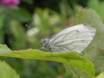 Bielinek bytomkowiec (Pieris napi)