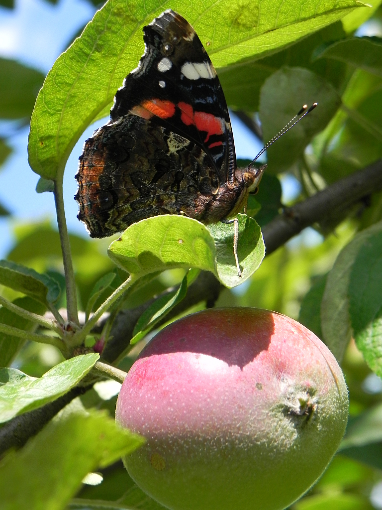 Rusałka admirał (Vanessa atalanta)