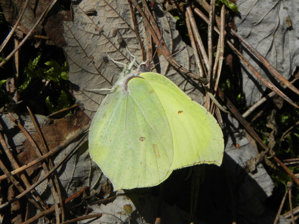 Listkowiec cytrynek, latolistek cytrynek (Gonepteryx rhamni)