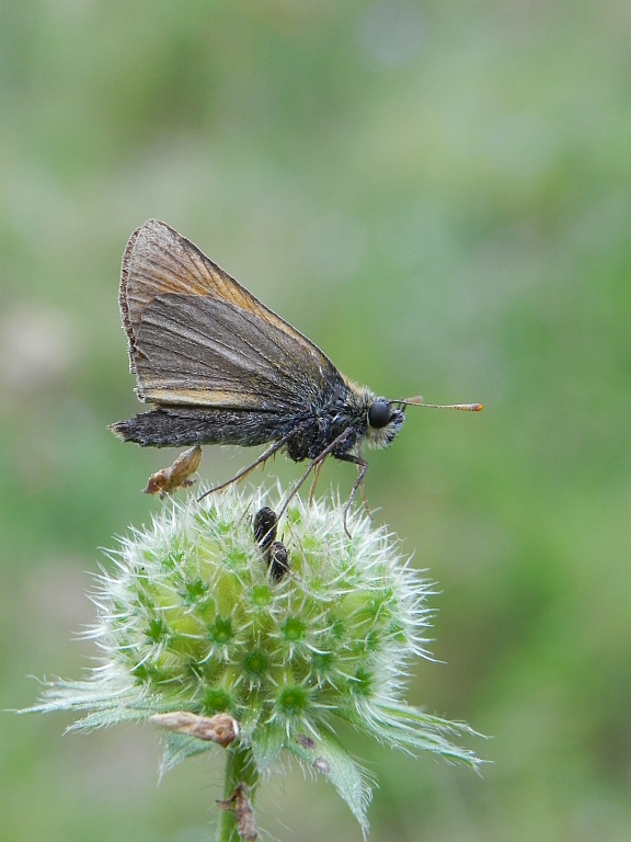 Karłątek leśny, karłątek ceglasty (Thymelicus sylvestris)