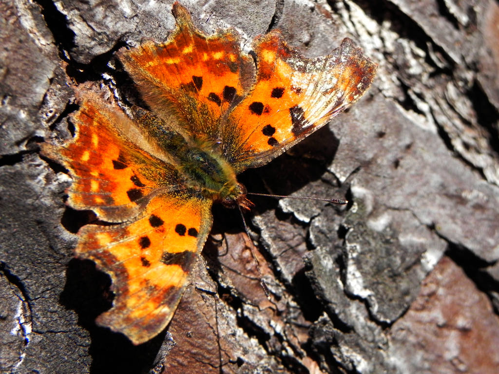 Rusałka ceik (Polygonia c-album)