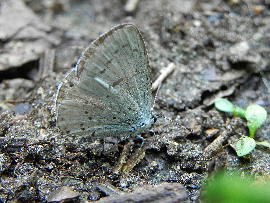 Modraszek wieszczek (Celastrina argiolus)