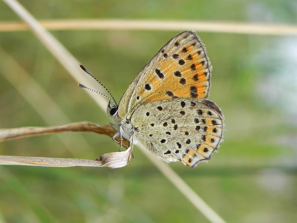 Czerwończyk uroczek (Lycaena tityrus)